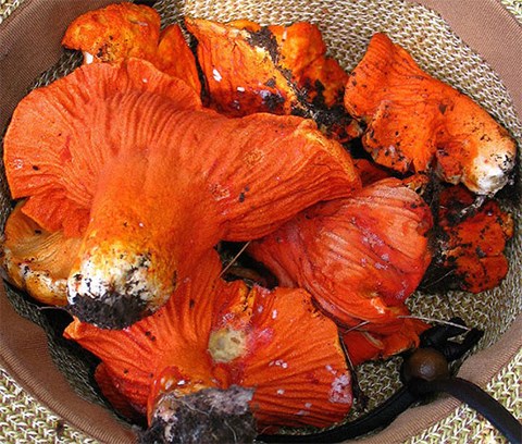 Loại mốc có khả năng biến các cây nấm thành '' Thịt tôm hùm''