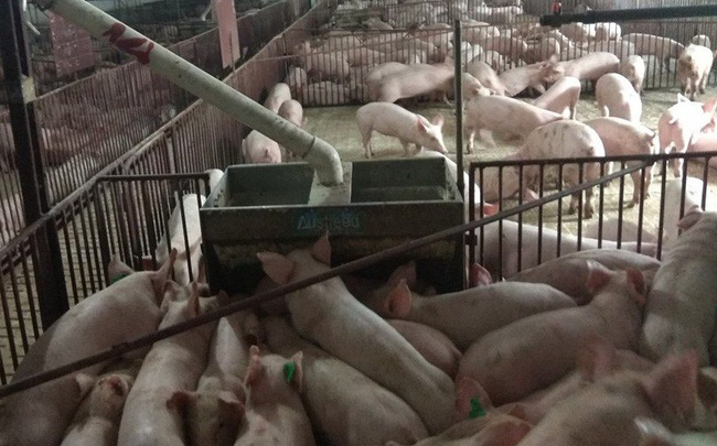 Tin Tức Mới: Nhiều địa phương không phát sinh thêm lợn bệnh
