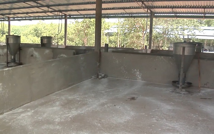 Tin Tức Mới - Bà Rịa Vũng Tàu xuất hiện 2 ổ dịch tả heo Châu Phi