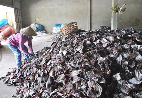 TIN TỨC MỚI - Gần 1000 tấn mực khô ứ đọng vì Trung Quốc ngừng thu mua