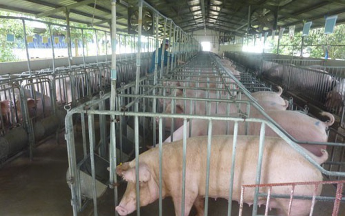 TIN TỨC MỚI - Nguồn cung thịt lợn từ nay đến cuối năm sẽ ra sao?