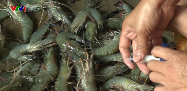 TIN TỨC MỚI - Phát hiện 2 cơ sở bơm tạp chất vào tôm ở Bạc Liêu