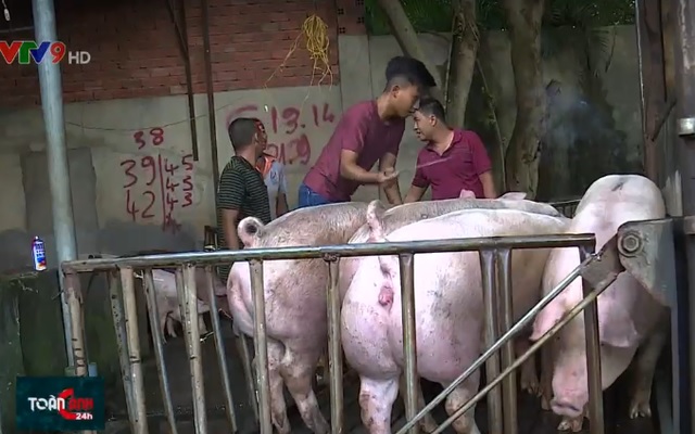 TIN TỨC MỚI - Giá lợn tăng cao, người nuôi ngậm ngùi vì không còn lợn để bán
