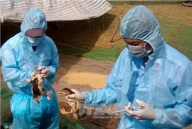TIN TỨC MỚI - Các địa phương triển khai phòng chống dịch cúm gia cầm H5N6