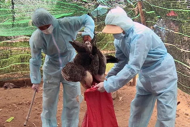 xuat-hien-2-o-dich-cum-gia-cam-h5n6.jpg